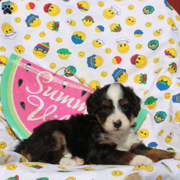 Frank, Mini Bernedoodle Puppy